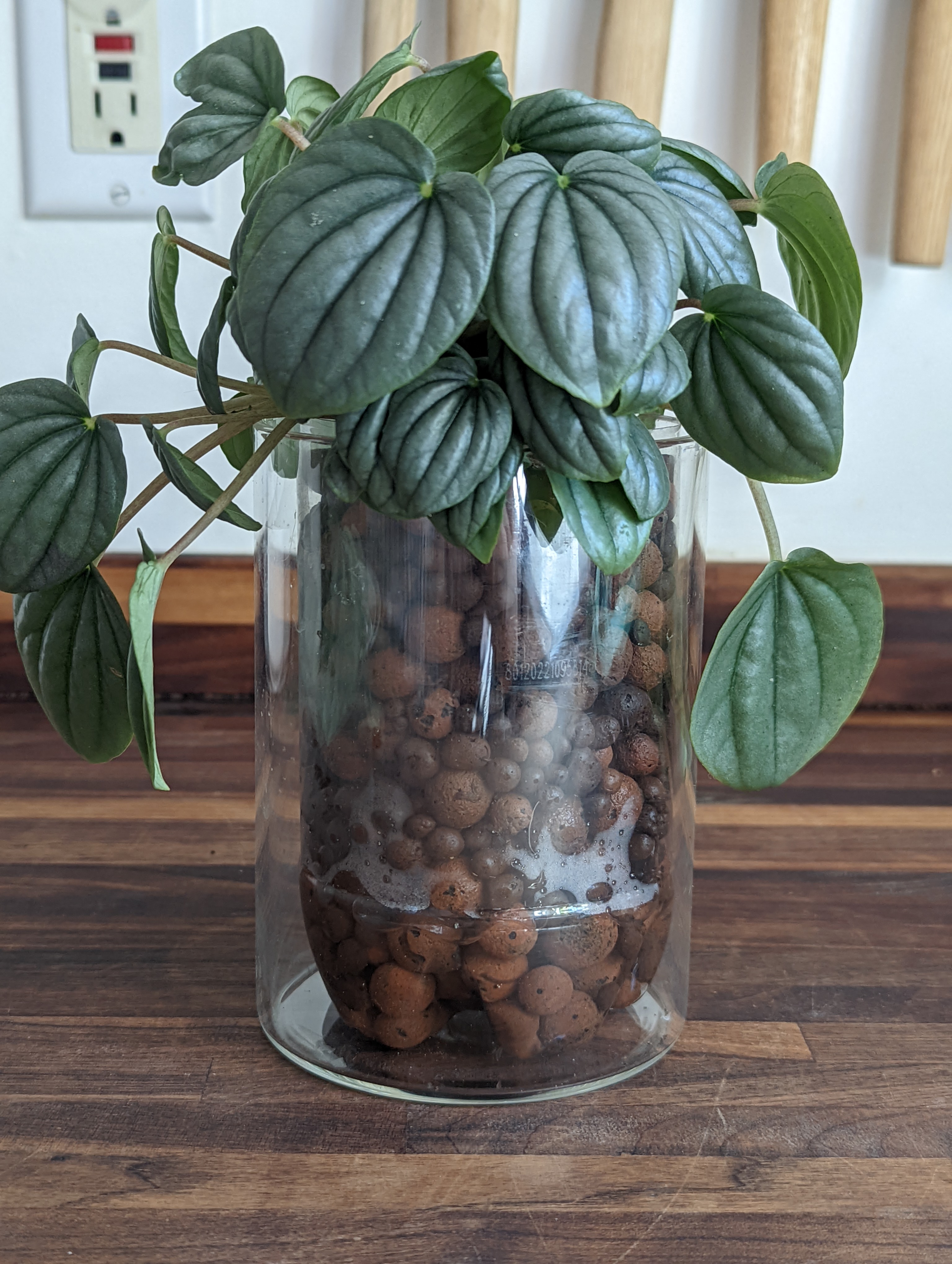 How To Grow Houseplants In LECA (& Why You Might Not Want To)